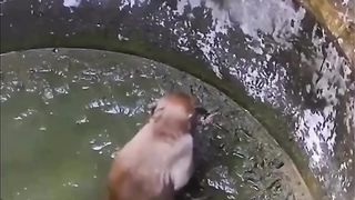 Monkey ???? save little cat ????????❤️