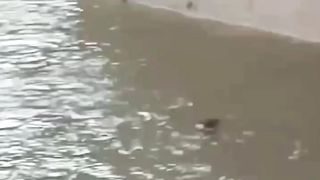 Please animal ???????? save