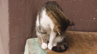 Cat video no copyright