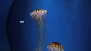 Jellyfish Swimming Inside the Aquarium