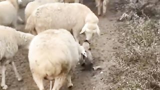 anatolian shepherd dog puppy in training