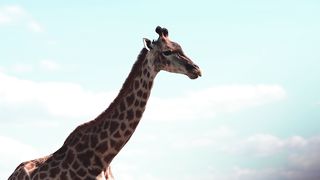 "Exploring the Stunning Beauty of the Savanna: A Visual Journey"