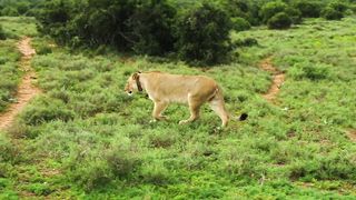 "Unveiling the Majesty of the Savanna: A Cinematic Safari"