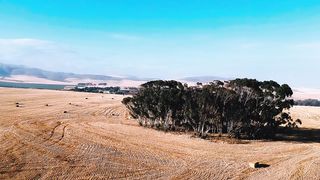 "Savanna Symphony: A Visual Ode to Wildlife and Wilderness"