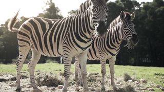 "Savanna Secrets: A Wildlife Wonderland Unveiled"