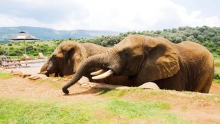 "Savanna Splendor: Capturing the Majesty of African Wildlife"