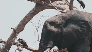 "Savanna Spectacle: Witnessing Nature's Grandeur"