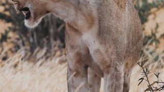 "Savanna Rhapsody: A Visual Symphony of African Wildlife"