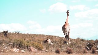 "Savanna Sights: A Visual Exploration of African Wildlife"