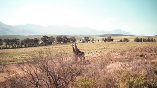 "Savanna Tapestry: A Portrait of Wildlife Diversity"