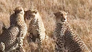 "Savanna Odyssey: Embarking on a Journey Through Wildlife Diversity"