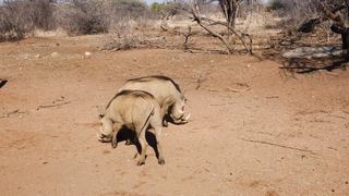 "Savanna Harmony: Embracing the Diversity of Wildlife"