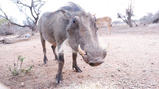 "Savanna Mosaic: Exploring the Diverse Wildlife Landscape"