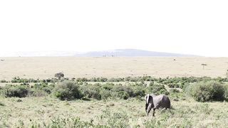 "Savanna Melange: A Kaleidoscope of Wildlife Wonders"