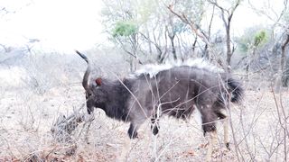 "Savanna Symphony: Harmonizing the Diversity of Wildlife"