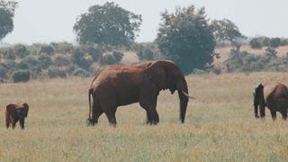"Savanna Kaleidoscope: A Vivid Showcase of Wildlife Diversity"