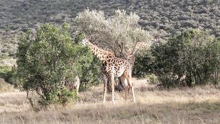 "Savanna Kaleidoscope: A Vibrant Portrait of Wildlife Diversity"