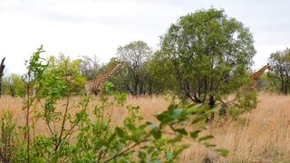 "Savanna Kaleidoscope: Exploring the Rich Tapestry of Wildlife"