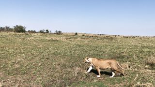 "Savanna Kaleidoscope: A Colorful Journey through Wildlife Diversity"