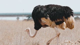 "Savanna Kaleidoscope: Embracing the Diverse Beauty of Wildlife"