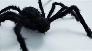 "Arachnid Encounters: A Fascinating Exploration of Spiders"