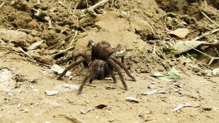 "Spider Spectacle: Unveiling the Intriguing World of Arachnids"