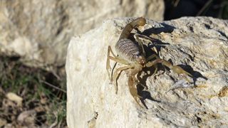 "Silken Hunters: Delving into the World of Spiders"