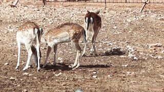 "Sands of Silence: A Journey Through the Desert Wilderness"