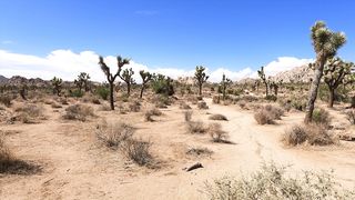 "Desert Dreams: A Journey Through the Sands of Time"