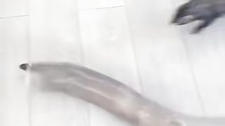 Pets plays