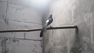 Animals my home