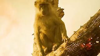 baby baboon trapped in flames