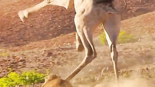 Young lion fights with Giraffe
