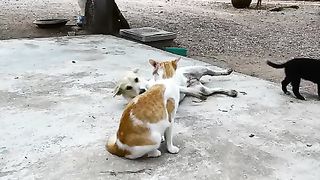 Cats playing