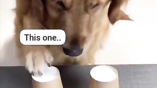 Funny dog