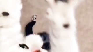 Cat videos ????????