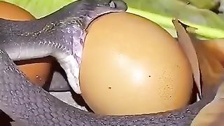 Snake swallow a huge egg