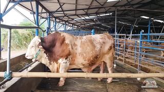 The biggest cow in Indonesia