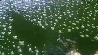 Walaupun ikan lele sehat dan makan lahap jika air kolam BERBUSA tetap kita ganti air