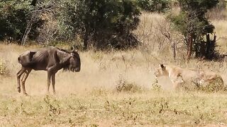 Wildebeest Passes Out in Front of Lion Mid Hunt