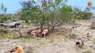 Dramatic Rescue by Hyenas after a Lion Catches one