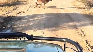 Desperate Buck Tries Drowning Wild Dog to Escape