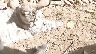 The world of children and animals