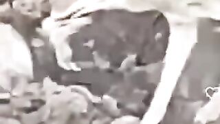 The possum pretended to be dead so as not to be eaten, but the coyote had his own plans