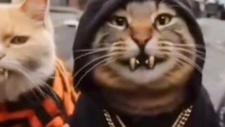 Gangster Cats