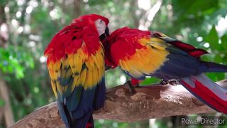 AMAZING ANIMAL WORLD - 4K VIDEO