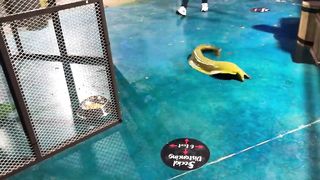 Moray Eel Escapes From Aquarium.