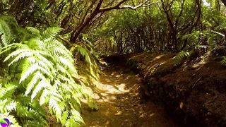 (No Copyright) Relaxing Music-Relaxing Jungle Sound With Birds, Nature -