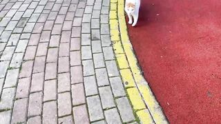 Les Couleurs et Motifs du Pelage des Chats en Français et en Anglais _ Comptines The High Meows