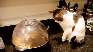 Cat Terrorized by Popcorn.